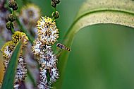 Hoverfly