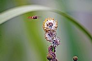 Hoverfly