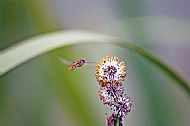 Hoverfly
