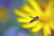 Hoverfly