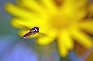 Hoverfly