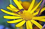 Hoverfly