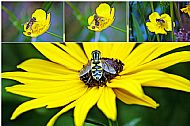 Sunfly