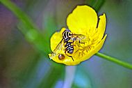 Sunfly