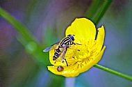 Sunfly