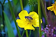 Sunfly