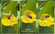Sunfly