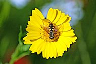 Sunfly