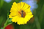 Sunfly