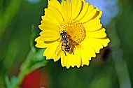 Sunfly
