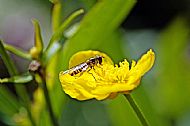 Sunfly