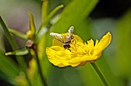 Sunfly