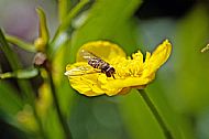 Sunfly