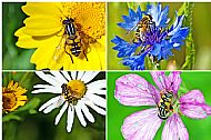 Sunfly