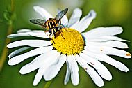 Sunfly