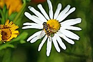 Sunfly