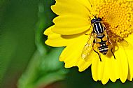 Sunfly