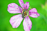 Sunfly