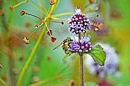 Sunfly