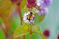 Sunfly