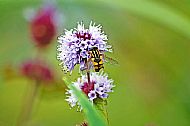 Sunfly
