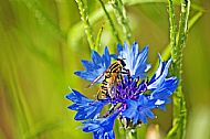 Sunfly