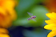 Sunfly