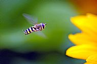 Sunfly