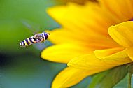 Sunfly