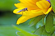Sunfly