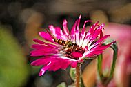 Sunfly
