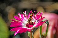 Sunfly