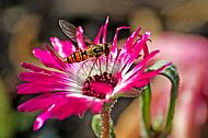 Sunfly