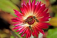 Sunfly