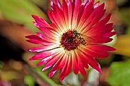 Sunfly