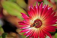 Sunfly