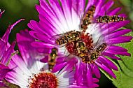 Sunfly
