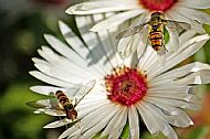 Sunfly