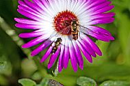 Sunfly