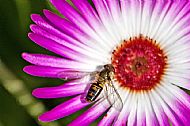 Sunfly