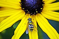 Sunfly