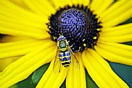 Sunfly
