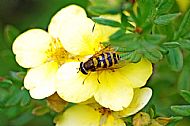Sunfly