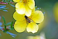 Sunfly