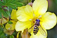 Sunfly
