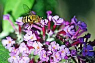 Sunfly