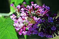 Sunfly