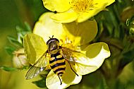 Sunfly