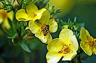 Sunfly