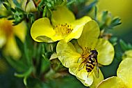Sunfly